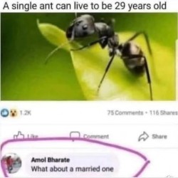 Five?